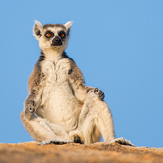 Anja - Sunbathing ring-tailed lemur
